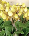 Гиперикум (ягоды зверобоя) для интерьерного декора