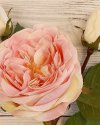 Роза спрей с двумя бутонами