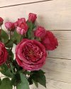 Роза спрей с двумя бутонами